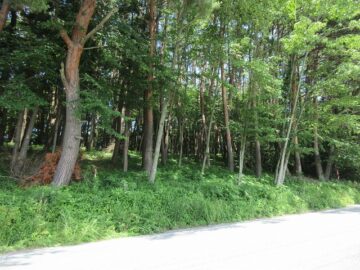 前面道路南側から撮影（2025年7月）