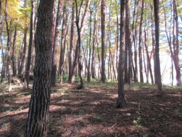 物件から東方向を撮影（2025年11月）