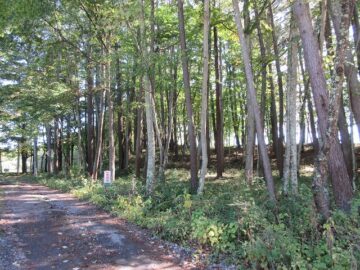 北側道路西側から撮影（2025年10月）