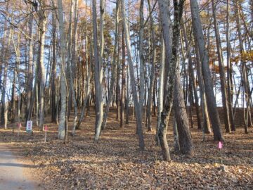 北側道路の西側から撮影（2025年11月）