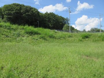 土地東側段の下から西方向を撮影（2024年9月）