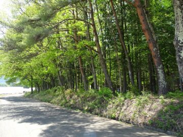 前面道路から西方向を撮影（2025年5月）