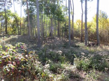 物件南方向を撮影(2025年10月) 物件南方向を撮影(2025年10月)