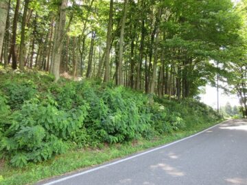 前面道路西側から撮影（2025年7月）