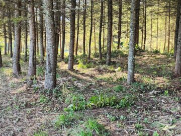 現地の様子 現地の様子