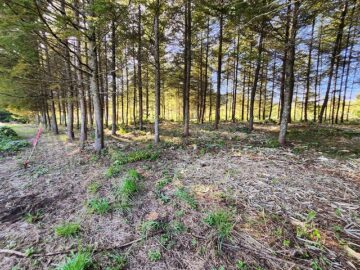 現地の様子 現地の様子