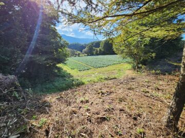 現地の様子 現地の様子