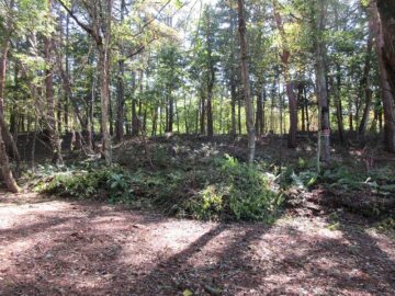 物件から南方向を撮影(2025年10月) 物件から南方向を撮影(2025年10月)