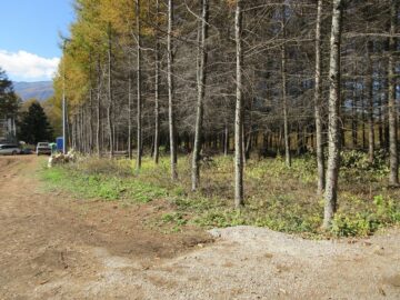 東側道路を北側から撮影(2025年11月）