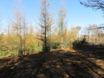 物件北方向を撮影(2025年11月）