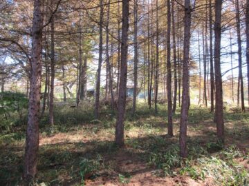 物件から東方向を撮影(2025年11月）