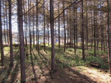 物件から南方向を撮影(2025年11月）