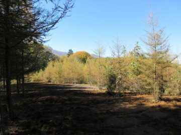 物件西方向を撮影(2025年11月）