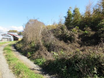 北側道路西側から撮影(2025年11月）