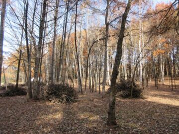 物件から北方向を撮影(2025年11月）