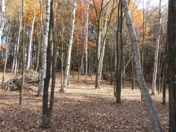 物件から東方向を撮影(2025年11月）