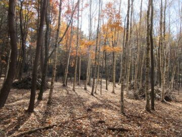 物件から南方向を撮影(2025年11月）