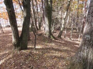 物件西方向を撮影（2025年11月）