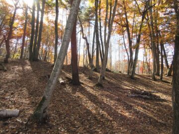 物件から南方向を撮影(2025年11月）