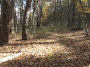 北側道路東方向を撮影(2025年11月）