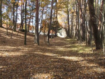 北側道路西方向を撮影(2025年11月）